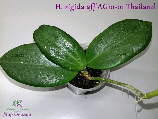  H. rigida aff AG10-01 Thailand 