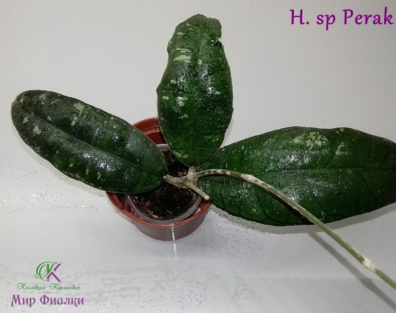  H. sp Perak 