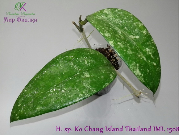  H. sp. Ko Chang Island Thailand IML 1508 