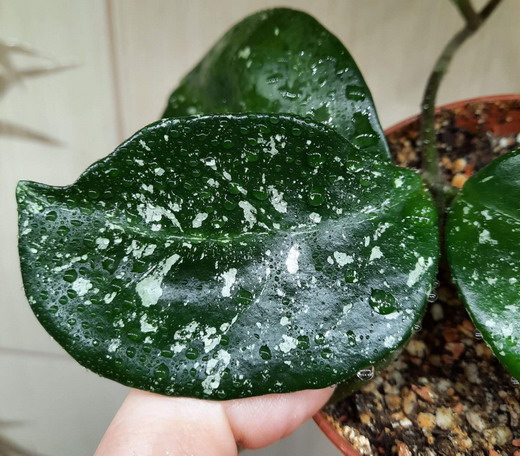  H. carnosa round leaves splash (EPC-893) 
