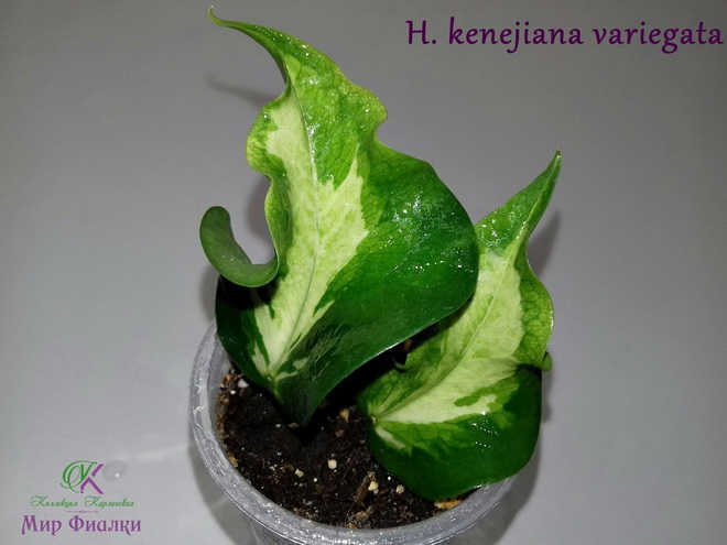  H. kenejiana variegata 