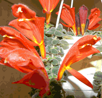  Gloriosa Superba