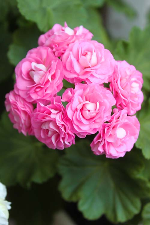  Swanland/Australien Pink Rosebud 