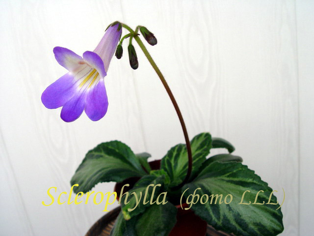 Sclerophylla 