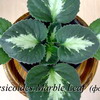 Хирита Brassicoides Marble Leaf