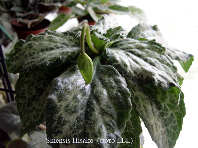  Sinensis Hisako 