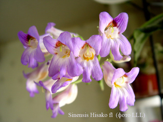  Sinensis Hisako () 