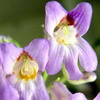 Хирита Sinensis Hisako (цветок)