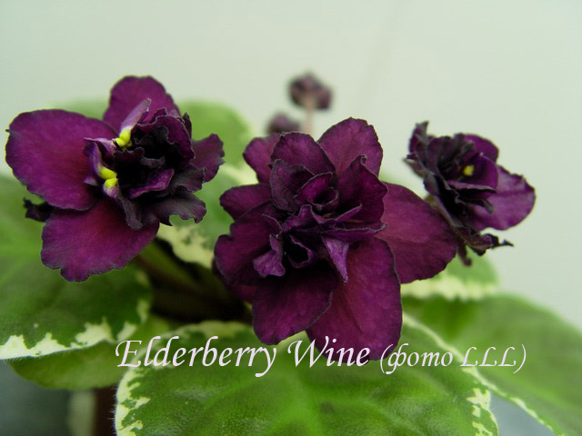  Elderberry Wine 