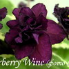 Фиалка Elderberry Wine
