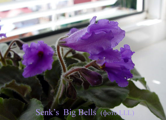  Senk's Big Bells 