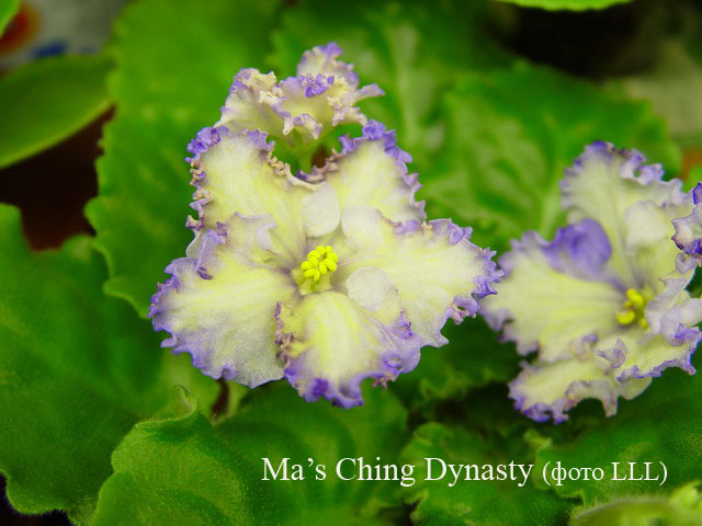  Ma's Ching Dynasty 