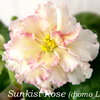 Фиалка Sunkissed Rose