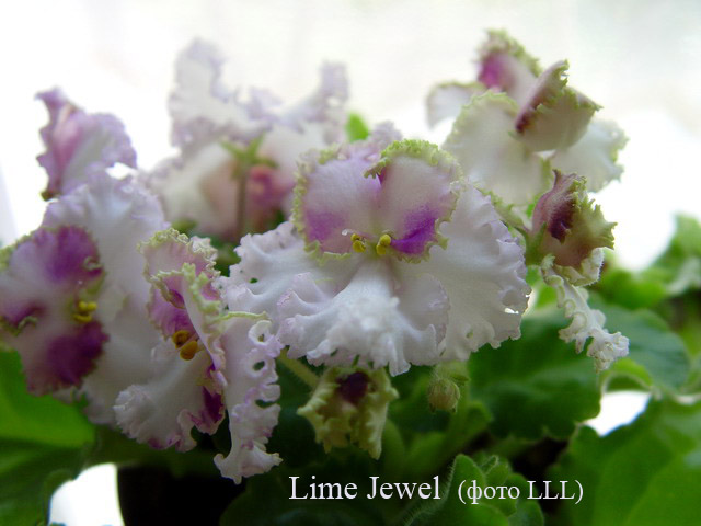  Lime Jewel 