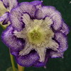Глоксиния Tigrina Blue (светлая)