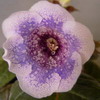 Глоксиния Blue Delight (Голубой Восторг)
