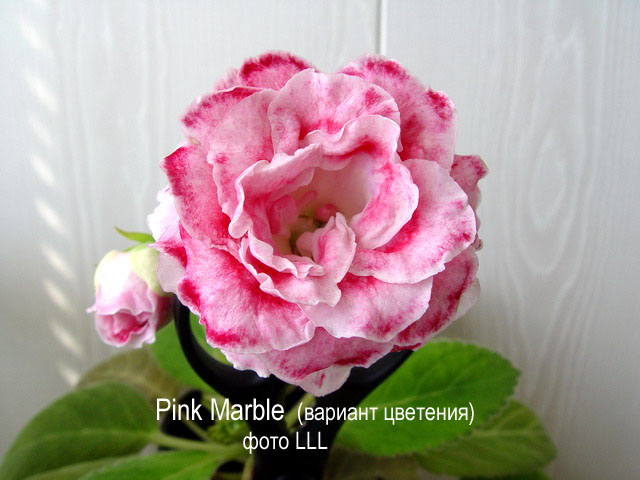  Pink Marble ( ) 