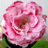 Глоксиния Pink Marble (Розовый Жемчуг)