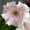 Глоксиния Ice Pink Coctaile (Ледяной розовый Коктейль)