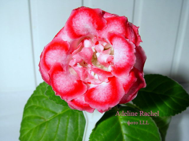  Adeline Rachel ( ) 