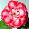 Глоксиния Adeline Rachel (Аделина Рошаль)