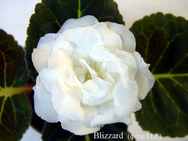  Blizzard ( ) 