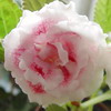 Глоксиния Pink Marble (Розовый Жемчуг)