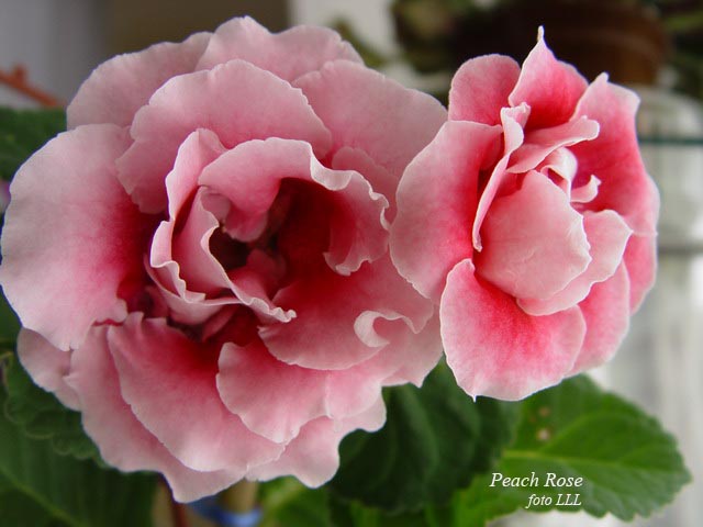  Peach Rose ( ) 