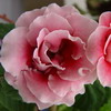 Глоксиния Peach Rose (Персиковые Розы)