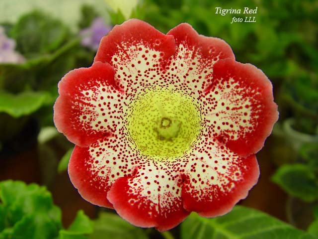  Tigrina Red ( )) 