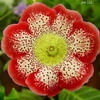 Глоксиния Tigrina Red (Тигрина Красная))