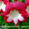 Глоксиния LLL-Американочка