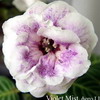Глоксиния Viol Mist (Сиреневый Туман)