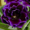 Глоксиния Midnight Purple