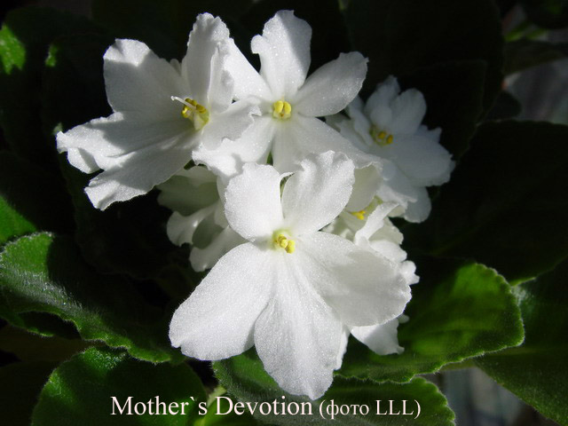  Mother's Devotion 