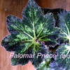  Palomar Prince