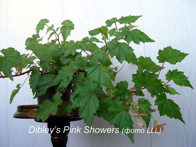   Dibley's Pink Showers 