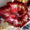  Raspbery Breeze