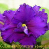 Фиалка ЕК-Дикая Орхидея