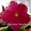 Фиалка ЕК-Морская Звезда