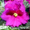 Фиалка ЕК-Рубиновое Колье