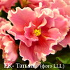 Фиалка ЕК-Татьяна