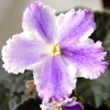 Фиалка ЕК-Хрустальная Мелодия