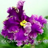 Фиалка ЕК-Сказочный Ирис