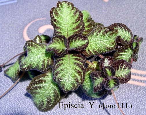  Episcia Y () 