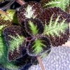 Эписция Episcia Y (голландка)