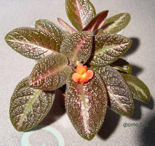  Episcia X ( ) 