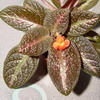 Эписция Episcia X (без названия)