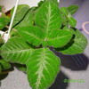 Эписция Lilacina Viridis