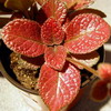Эписция Strawberry Patch